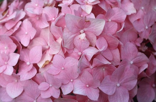    "Love is not love until it is given away. " Source: http://www.bigfoto.com/themes/nature/flowers/pink-flower-vc6.jpg