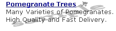 Pomegranate Trees produce Pomegranate Juice
