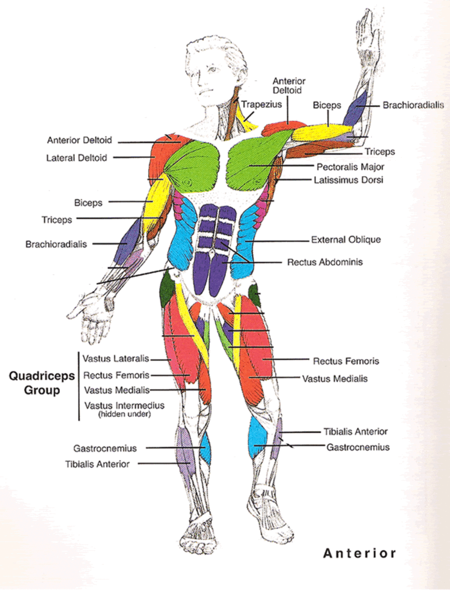 simple-human-muscles-diagram-learn-all-muscles-with-quizzes-and
