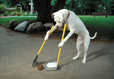 Obedience School Scholar