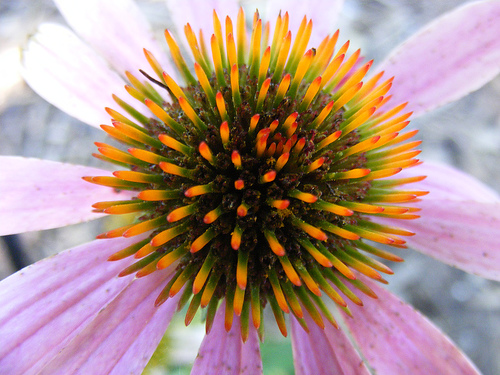 Coneflower, by touterse