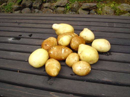 Beautiful home grown potatoes