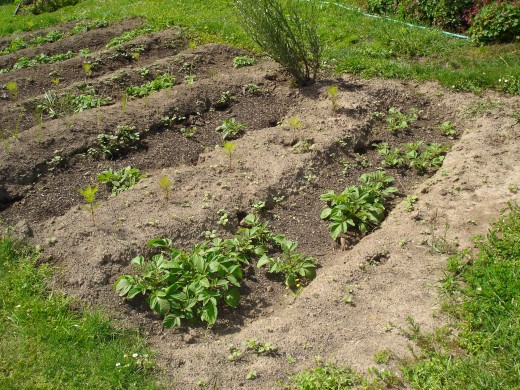 These potatoes were planted in a trench.  They have been hilled once already.