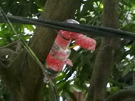Fig 1: A bird house at a mango tree, in front of my house