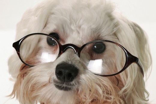 Take care of your dog's eyes! 