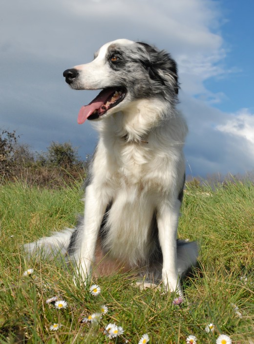 Blue Merle