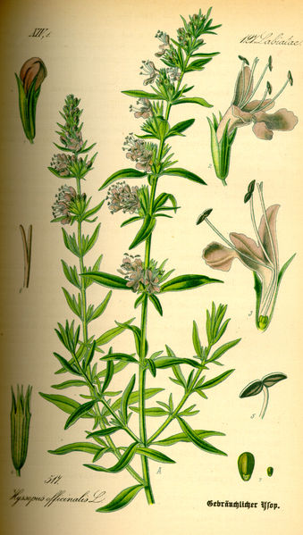 Hyssopus Officinalis