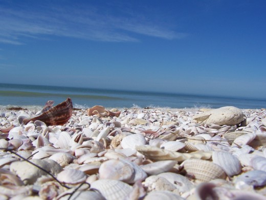 Shells on Honeymoon Island.