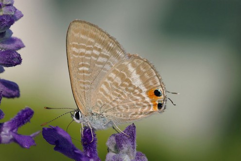 Lycaenidae visiting Lavender.  By Laitche, thank you for sharing it with the public.  A very beautiful picture.