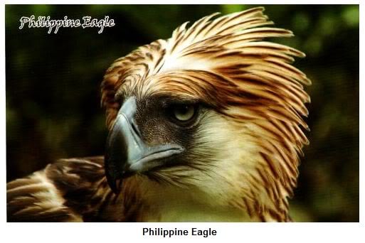The Philippine Eagle Image was one of the Avatar I used here in HubPages