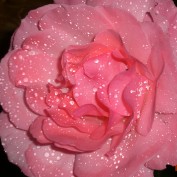 Pollyanna33 profile image