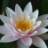 snigdha_123 profile image