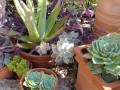 Succulents: The Plants of the Future?