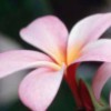 ClaudiaP profile image