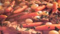 Saute of Veal with Duchess Potatoes Recipe