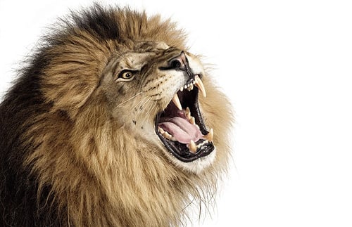 Zuckerman sample animal photo - Lion with open mouth