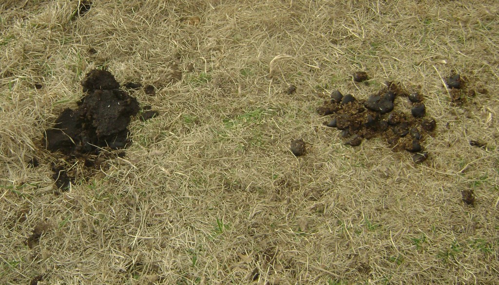 What is animal manure image