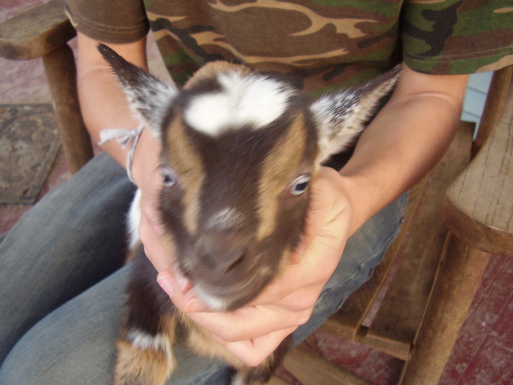 Howto Disbud a Goat Kid hubpages