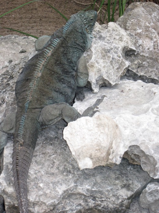 Dalilah the  Blue Iguana