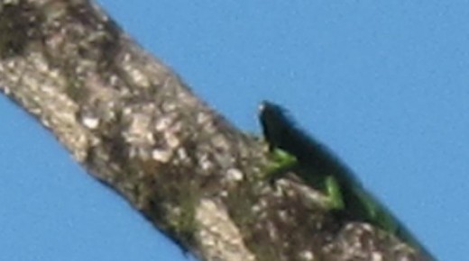 A green iguana in jungle in Costa Rica