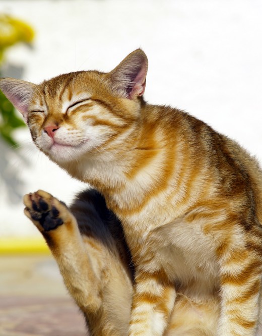 Scratching a common symptom of ear mites!