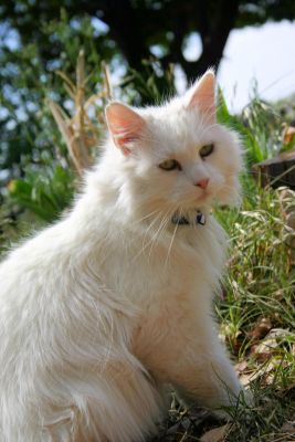 Outdoor cats often get ear mites! Keep your cat safe...INDOORS!!