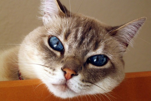 Don't be mad! I promise to use the litter box next time!