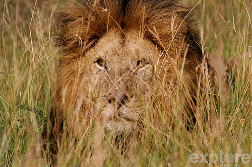 A Male Lion 