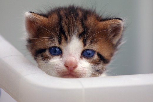 Kittens and automatic cat boxes don't mix. Wait until your kitten is older before purchasing one!