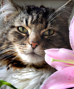Lilies can be deadly