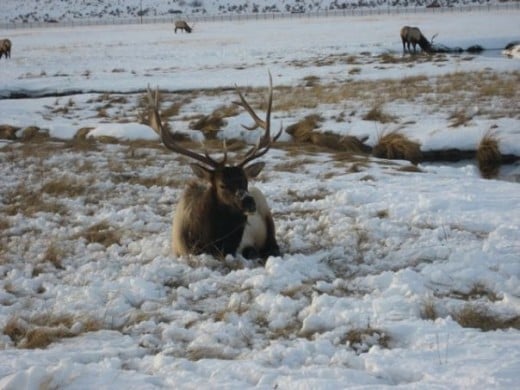 A beautiful elk at the National Elk Refuge