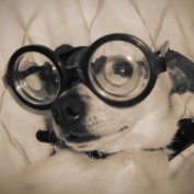 Ms Kelpie profile image