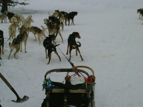 Siberian Husky mixed breed sled dogs