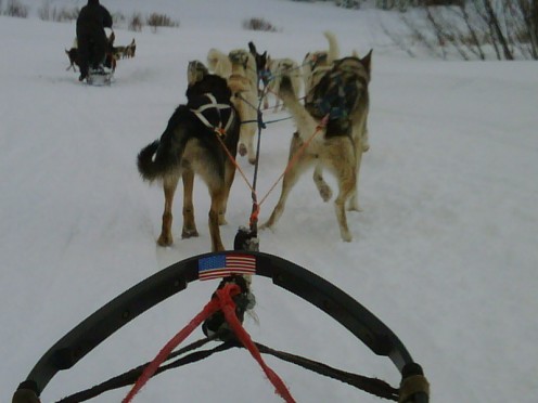 The dogs pulling the sled