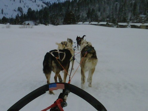 The ten dogs pulling the sled