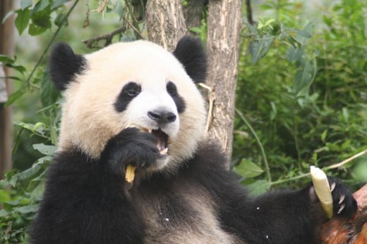 Zoo Atlanta has giant pandas!