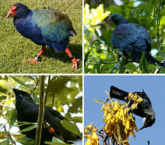 Some of New Zealands other Native Birds