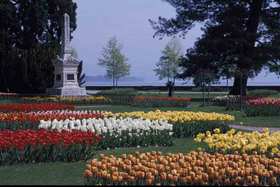 Tulips by Lake Leman
