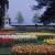 Tulips by Lake Leman Tulips by Lake Leman