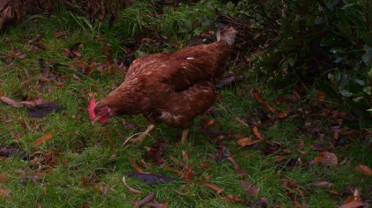 Foraging for bugs and a juicy worm or two keeps chickens happy.
