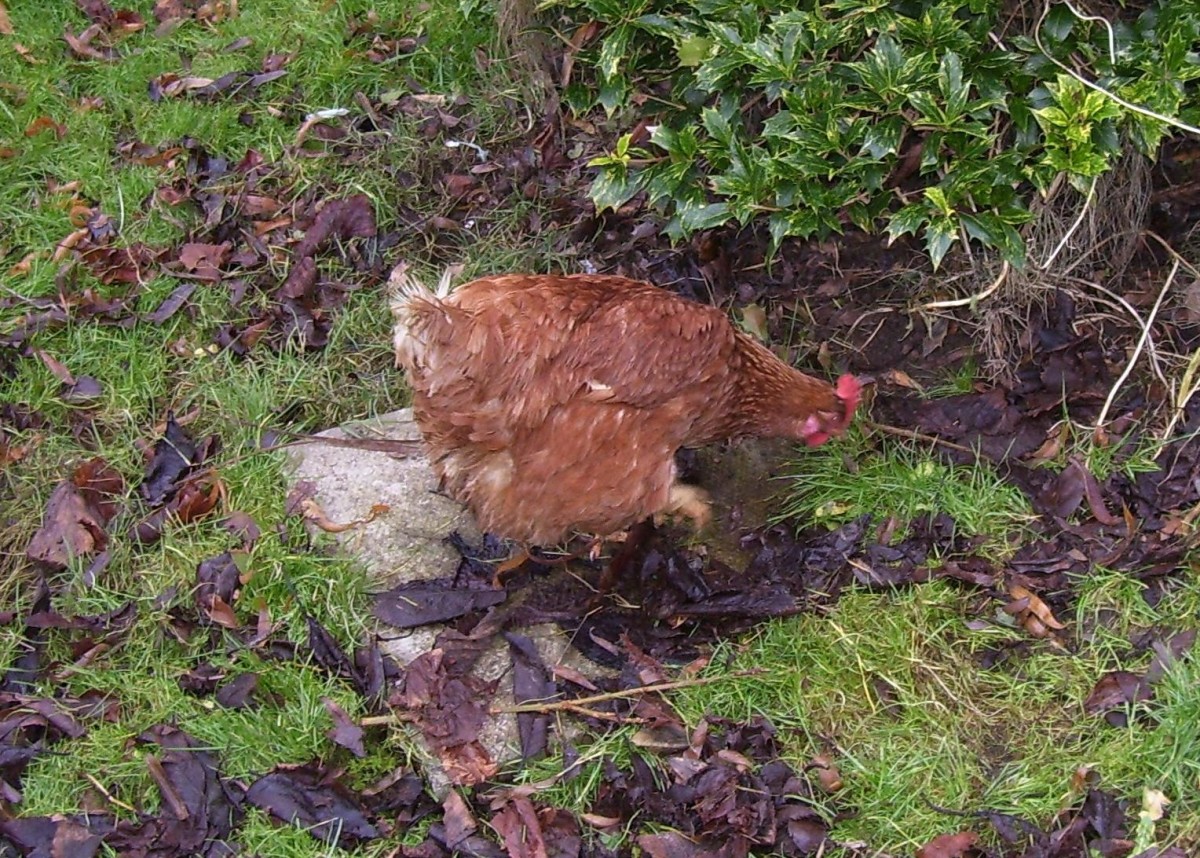 Chickens love to root through fallen leaves looking for bugs.