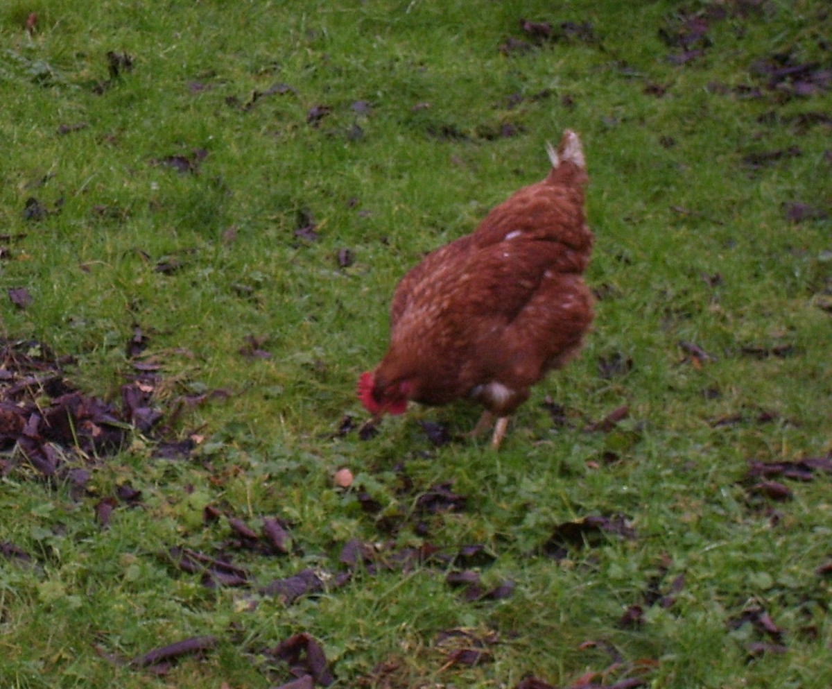 Chickens never tire of looking for worms and woodlice.
