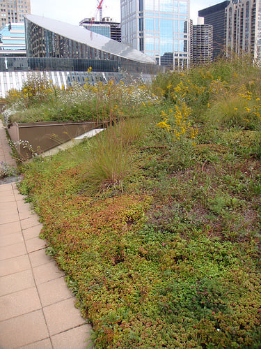 A beautiful green roof in Chicago. Photo by theregeneration.