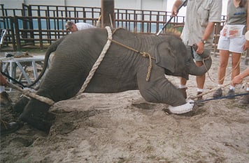 'Barack' a baby elephant born at Ringling Bros. Circus. This is the first few weeks of training.