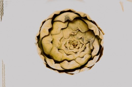  Artichoke
