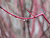 courtesy Nol Zia Lee/flickr