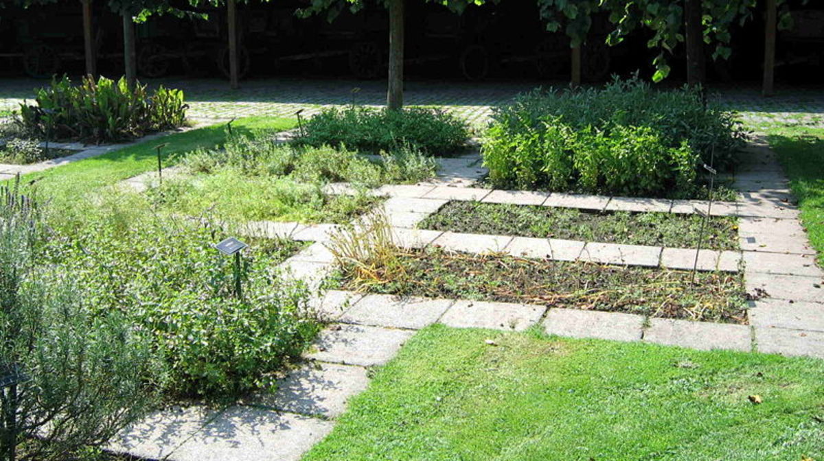 Herbs in the Landscape: Herb Lawns and Herb Foundation Plantings