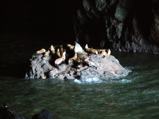 The Sea Lion Caves