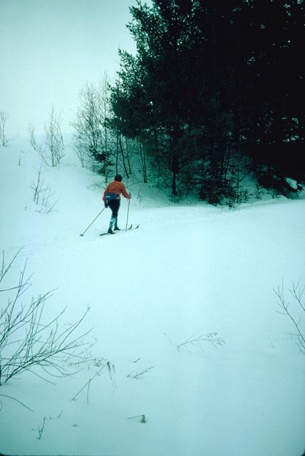 Cross-country skier skiing past a wooded area in the Canadian Ski Marathon.