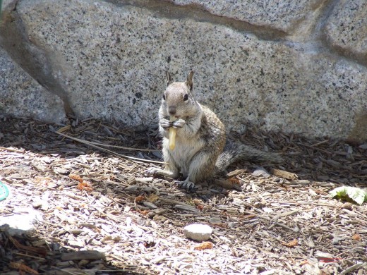 I wonder where he got that french fry from...